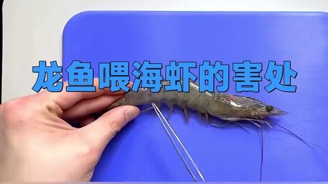 龍魚能吃海蝦嗎？（龍魚可以吃海蝦嗎？）