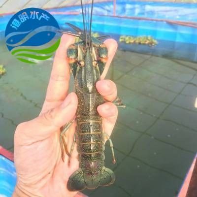 上海、廣州的龍魚批發商聯系方式（上海、廣州兩地龍魚批發商的聯系方式）