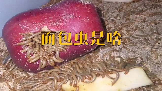 如何處理大麥蟲和面包蟲（|肆養(yǎng)周報(bào)網(wǎng)易發(fā)現(xiàn)一種超級(jí)蠕蟲僅靠進(jìn)食塑料就能存活） 如何處理大麥蟲和面包蟲（|肆養(yǎng)周報(bào)網(wǎng)易發(fā)現(xiàn)一種超級(jí)蠕蟲僅靠進(jìn)食塑料就能存活） 龍魚百科 第1張