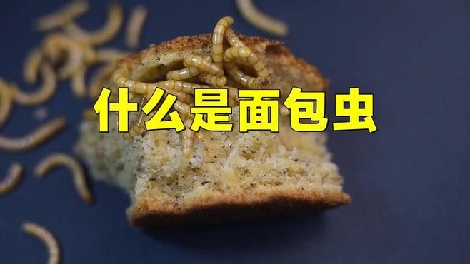 如何處理大麥蟲和面包蟲（|肆養(yǎng)周報(bào)網(wǎng)易發(fā)現(xiàn)一種超級(jí)蠕蟲僅靠進(jìn)食塑料就能存活） 如何處理大麥蟲和面包蟲（|肆養(yǎng)周報(bào)網(wǎng)易發(fā)現(xiàn)一種超級(jí)蠕蟲僅靠進(jìn)食塑料就能存活） 龍魚百科 第2張
