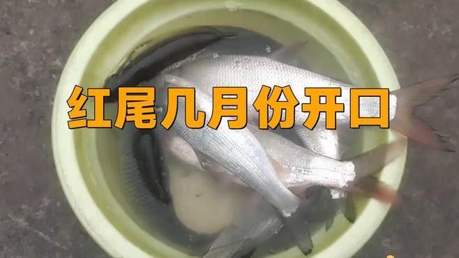 紅尾平克魚能繁殖嗎（紅尾平克魚是否可以繁殖？）