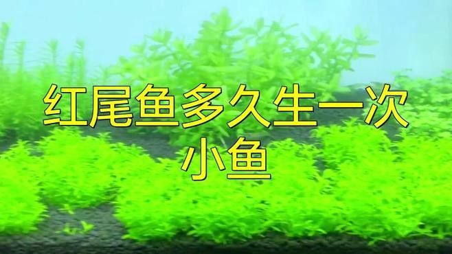 紅尾平克魚能繁殖嗎（紅尾平克魚是否可以繁殖？）