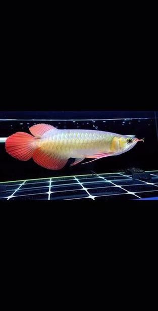 給我一些福龍魚高清圖片(福龍魚的高清圖片特征:紅尾金龍魚或紅尾錦鯉) 龍魚百科 第38張 給我一些福龍魚高清圖片(福龍魚的高清圖片特征:紅尾金龍魚或紅尾錦鯉) 給我一些福龍魚高清圖片(福龍魚的高清圖片特征:紅尾金龍魚或紅尾錦鯉) 龍魚百科 第38張