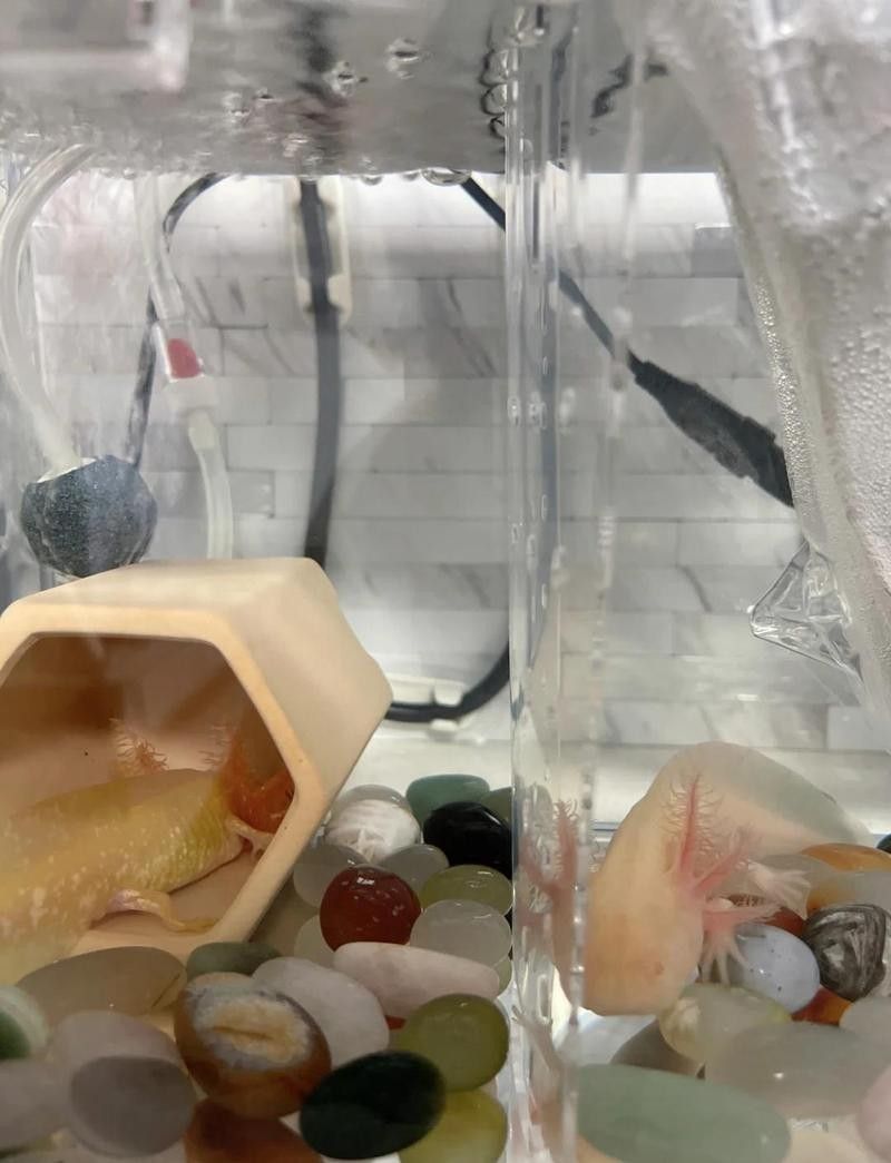 如何預(yù)防恐龍魚便秘？（如何預(yù)防恐龍魚便秘）