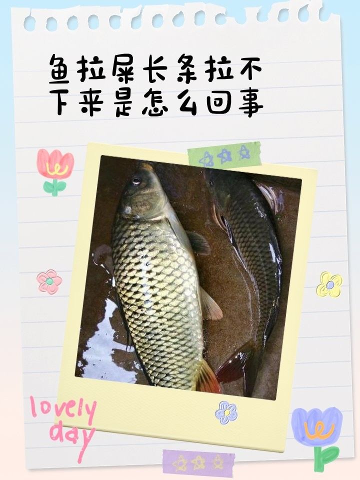 如何預(yù)防恐龍魚便秘？（如何預(yù)防恐龍魚便秘）