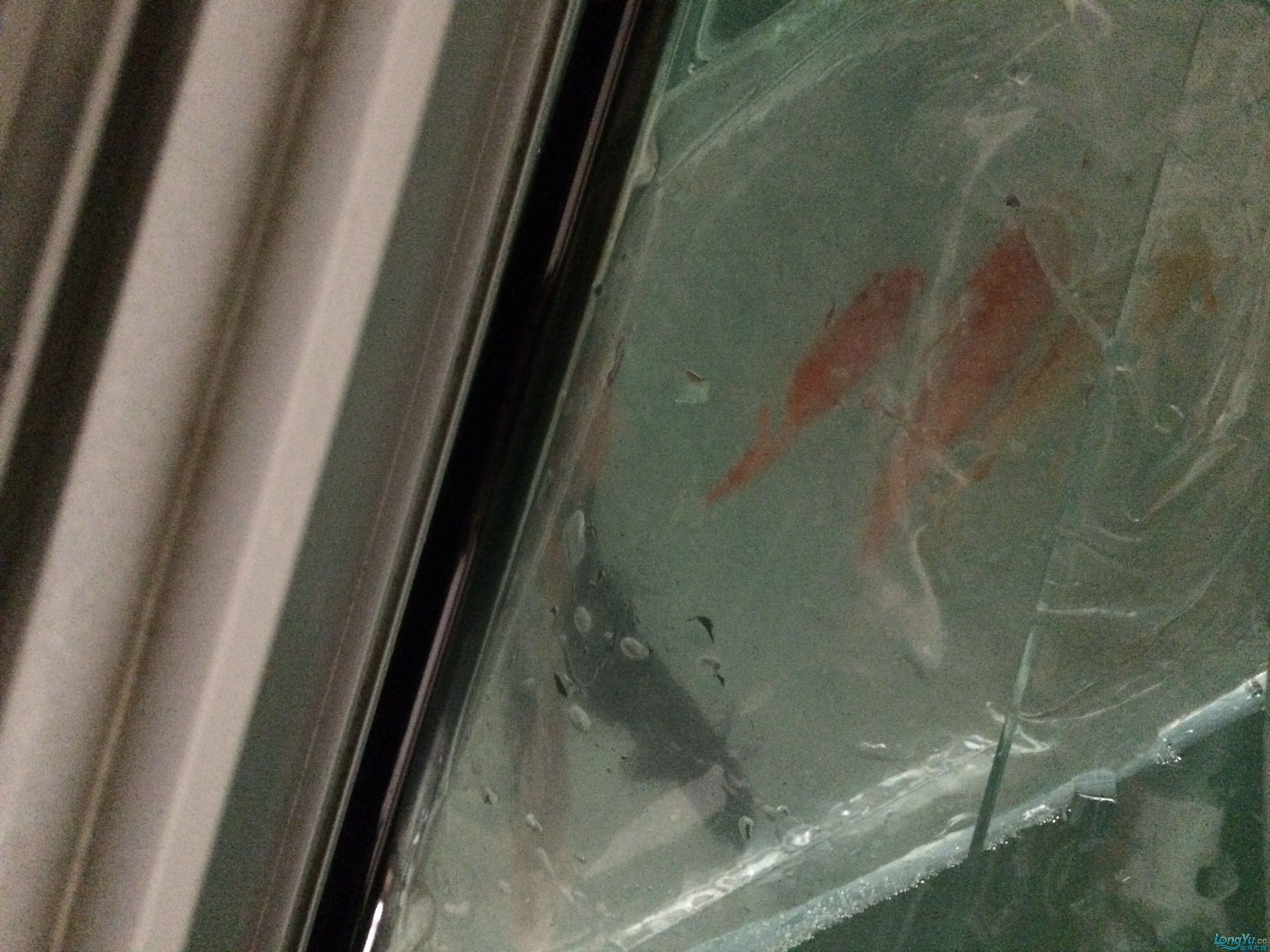 上海南昌18小時小錦鯉到手泡水中(上海南昌18小時小錦鯉到手泡水中如何確保一條珍貴的小錦鯉) 觀賞魚百科 第6張 上海南昌18小時小錦鯉到手泡水中(上海南昌18小時小錦鯉到手泡水中如何確保一條珍貴的小錦鯉) 上海南昌18小時小錦鯉到手泡水中(上海南昌18小時小錦鯉到手泡水中如何確保一條珍貴的小錦鯉) 觀賞魚百科 第6張