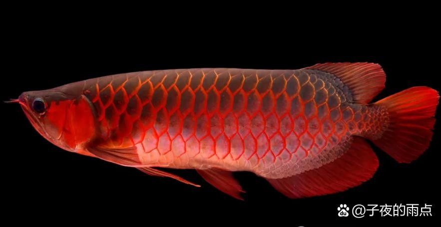 紅龍魚等級排名圖片（紅龍魚等級劃分標準）