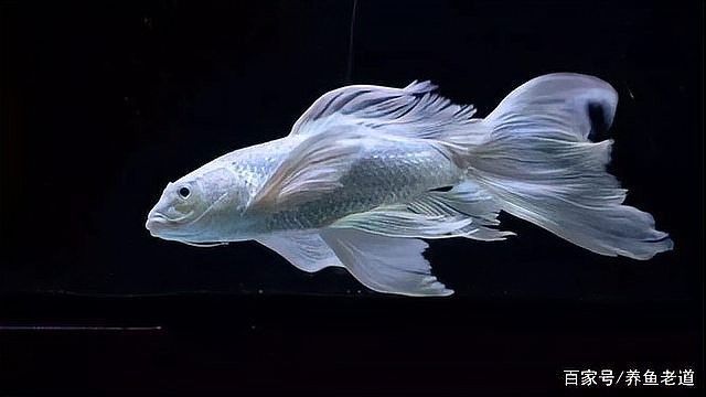 金龍魚鰭發紅怎么辦？（金龍魚鰭發紅怎么辦）