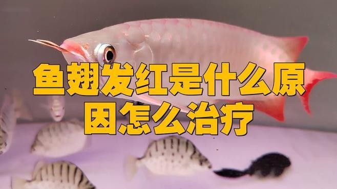 金龍魚鰭發紅怎么辦？（金龍魚鰭發紅怎么辦）