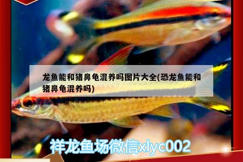 魚缸花費（關于魚缸的花費問題）