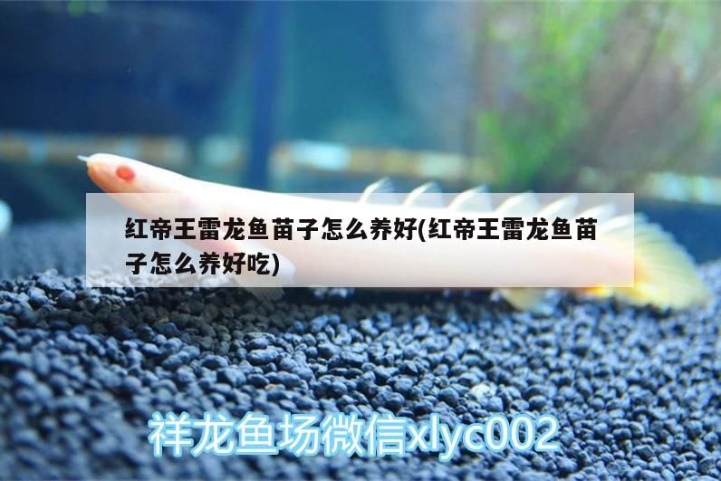 鸚鵡魚和銀龍魚混養怎樣喂食 紅帝王雷龍魚苗子怎么養好(紅帝王雷龍魚苗子怎么養好吃) 觀賞魚百科 紅帝王雷龍魚苗子怎么養好(紅帝王雷龍魚苗子怎么養好吃) 紅帝王雷龍魚苗子怎么養好(紅帝王雷龍魚苗子怎么養好吃) 觀賞魚百科