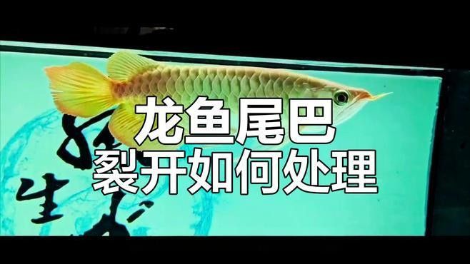 紅龍魚尾巴斷裂后如何護理（紅龍魚尾巴斷裂后怎么辦護理技巧全解析江城萌寵驛站）