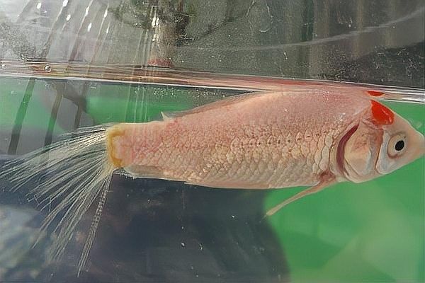 紅龍魚尾巴斷裂后如何護理（紅龍魚尾巴斷裂后怎么辦護理技巧全解析江城萌寵驛站）