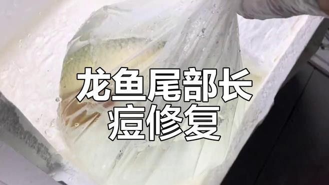 紅龍魚尾巴斷裂后如何護理（紅龍魚尾巴斷裂后怎么辦護理技巧全解析江城萌寵驛站）