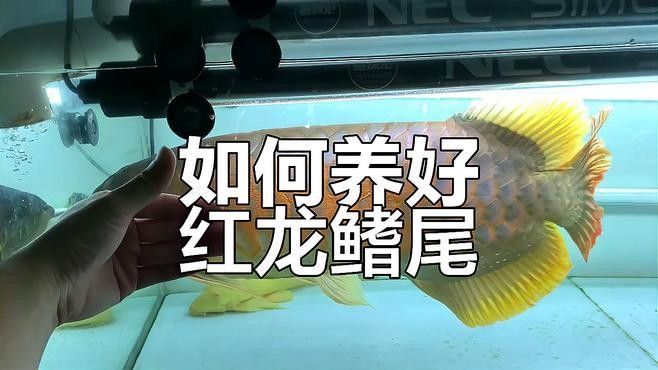 紅龍魚尾巴斷裂后如何護理（紅龍魚尾巴斷裂后怎么辦護理技巧全解析江城萌寵驛站）