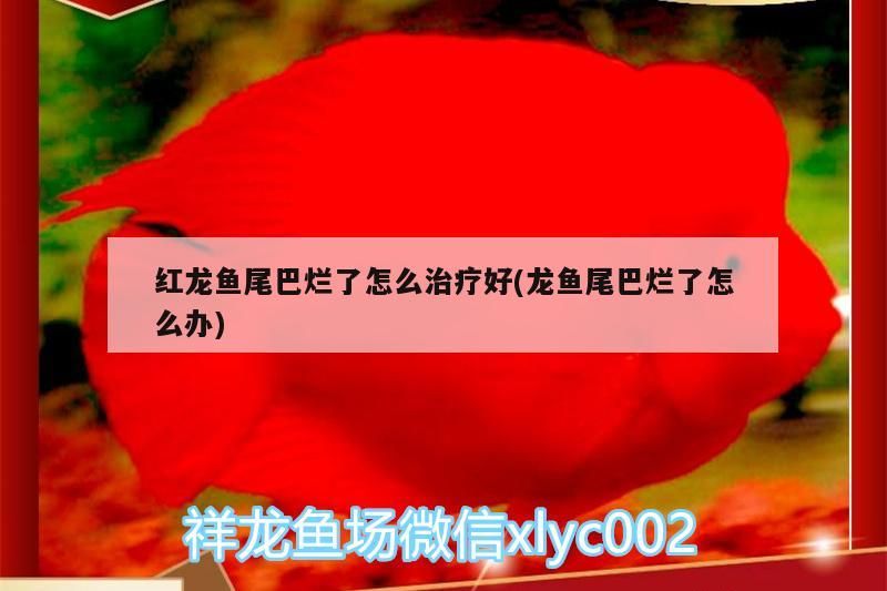 紅龍魚尾巴爛了怎么治療好(龍魚尾巴爛了怎么辦)（紅龍魚尾巴爛了怎么辦）