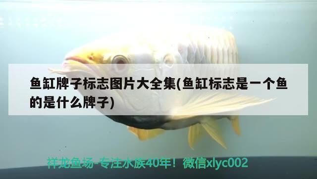 魚缸牌子標志圖片大全集(魚缸標志是一個魚的是什么牌子)（魚缸品牌十大排名）