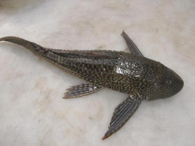 清道夫魚有哪些品種？（清道夫魚品種分類及品種分類及品種分類及特征） 清道夫魚有哪些品種？（清道夫魚品種分類及品種分類及品種分類及特征） 龍魚百科 第2張