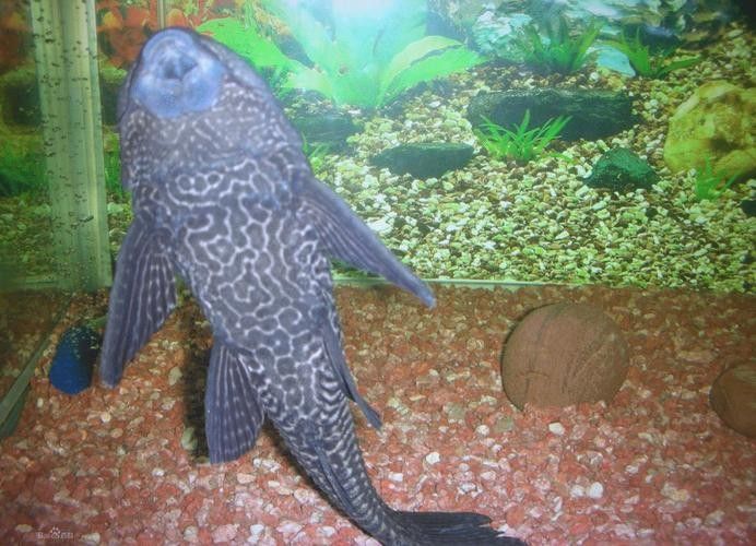 清道夫魚有哪些品種？（清道夫魚品種分類及品種分類及品種分類及特征） 清道夫魚有哪些品種？（清道夫魚品種分類及品種分類及品種分類及特征） 龍魚百科 第6張