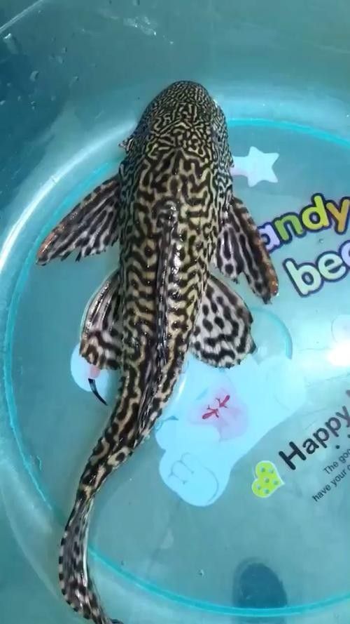 清道夫魚有哪些品種？（清道夫魚品種分類及品種分類及品種分類及特征） 清道夫魚有哪些品種？（清道夫魚品種分類及品種分類及品種分類及特征） 龍魚百科 第1張
