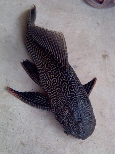 清道夫魚有哪些品種？（清道夫魚品種分類及品種分類及品種分類及特征） 清道夫魚有哪些品種？（清道夫魚品種分類及品種分類及品種分類及特征） 龍魚百科 第5張
