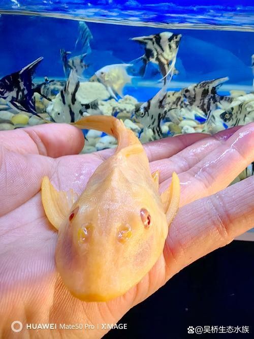 清道夫魚有哪些品種？（清道夫魚品種分類及品種分類及品種分類及特征） 清道夫魚有哪些品種？（清道夫魚品種分類及品種分類及品種分類及特征） 龍魚百科 第4張
