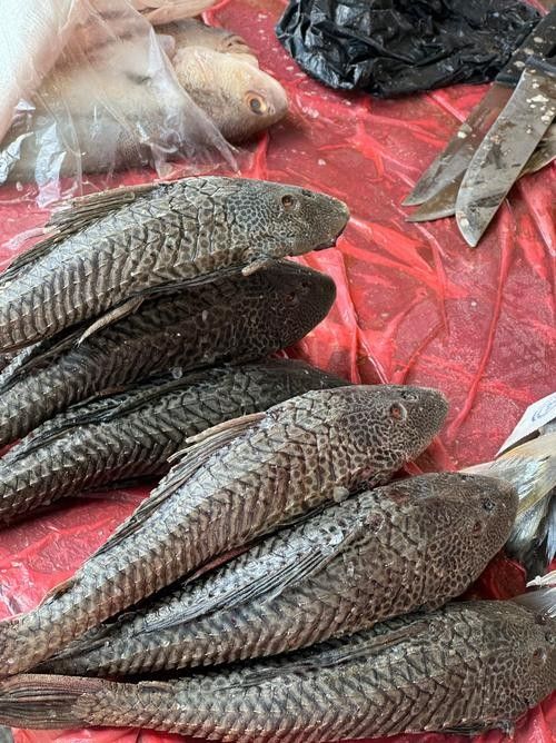 清道夫魚有哪些品種？（清道夫魚品種分類及品種分類及品種分類及特征） 清道夫魚有哪些品種？（清道夫魚品種分類及品種分類及品種分類及特征） 龍魚百科 第3張