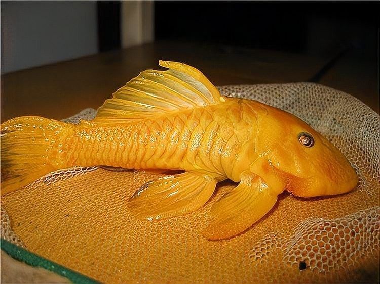 清道夫魚有哪些品種？（清道夫魚品種分類及品種分類及品種分類及特征） 清道夫魚有哪些品種？（清道夫魚品種分類及品種分類及品種分類及特征） 龍魚百科 第11張
