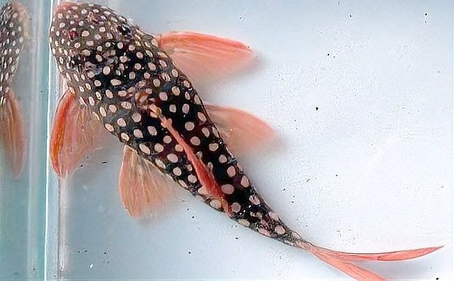 清道夫魚有哪些品種？（清道夫魚品種分類及品種分類及品種分類及特征） 清道夫魚有哪些品種？（清道夫魚品種分類及品種分類及品種分類及特征） 龍魚百科 第9張
