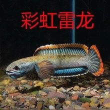 幻彩藍寶石雷龍魚苗的價格是多少？（關于幻彩藍寶石雷龍魚苗的價格）