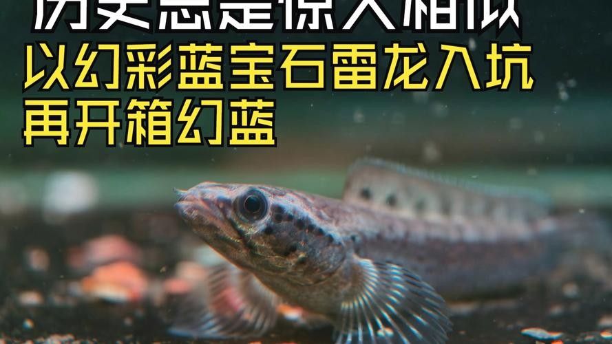 幻彩藍寶石雷龍魚苗的價格是多少？（關于幻彩藍寶石雷龍魚苗的價格）