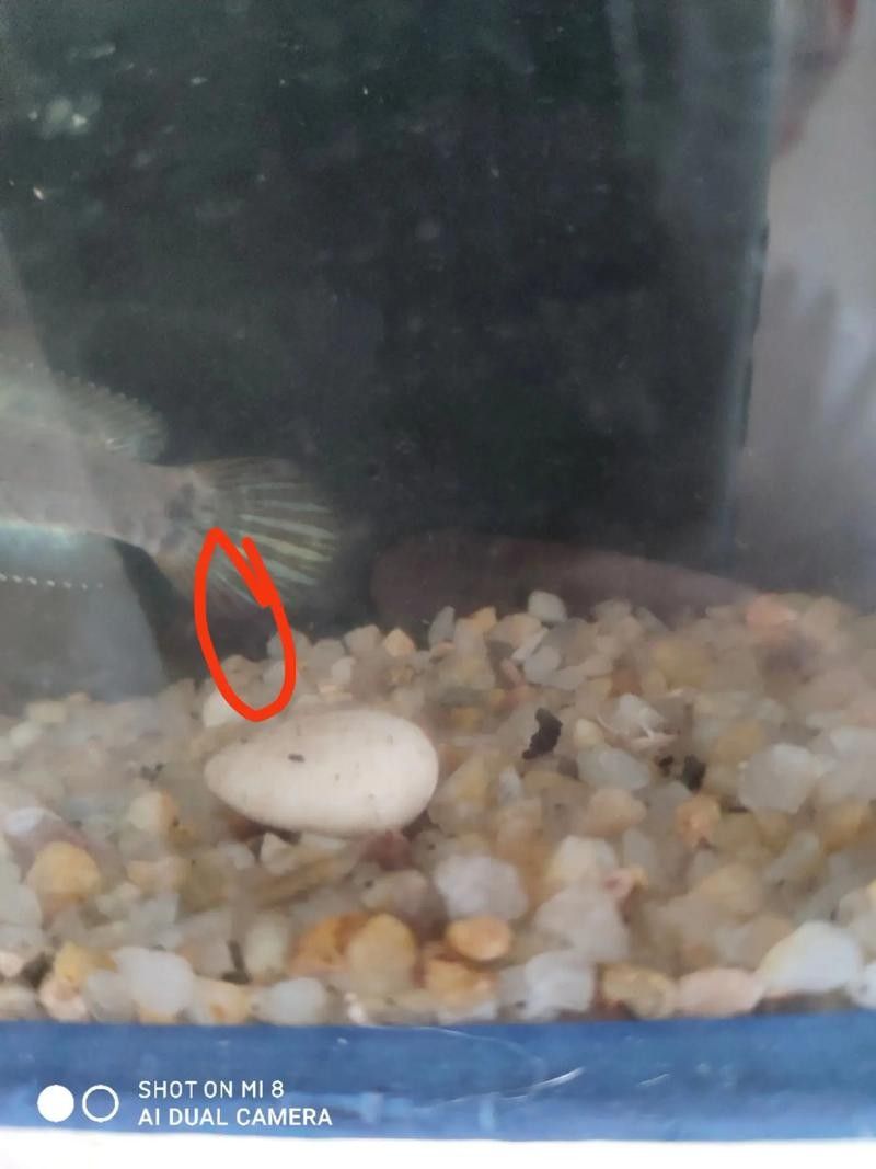 幻彩藍寶石雷龍魚苗的價格是多少？（關于幻彩藍寶石雷龍魚苗的價格）
