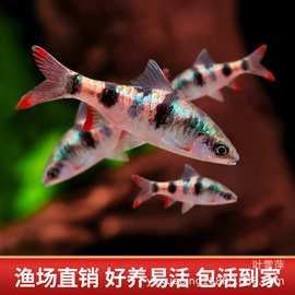幻彩藍寶石雷龍魚苗的價格是多少？（關于幻彩藍寶石雷龍魚苗的價格）
