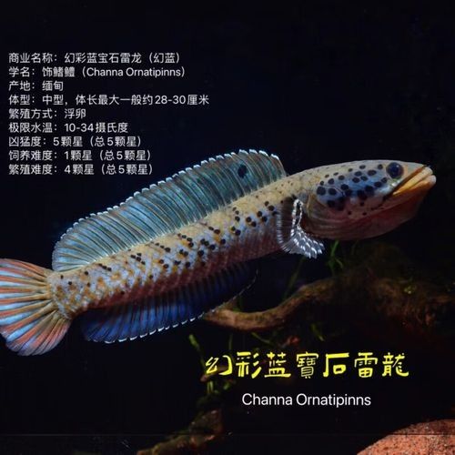 幻彩藍寶石雷龍魚苗的價格是多少？（關于幻彩藍寶石雷龍魚苗的價格）