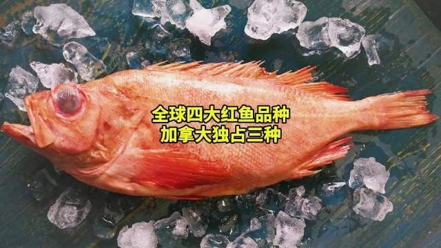紅古龍魚(yú)的功效與作用（紅古龍魚(yú)有哪些功效？）