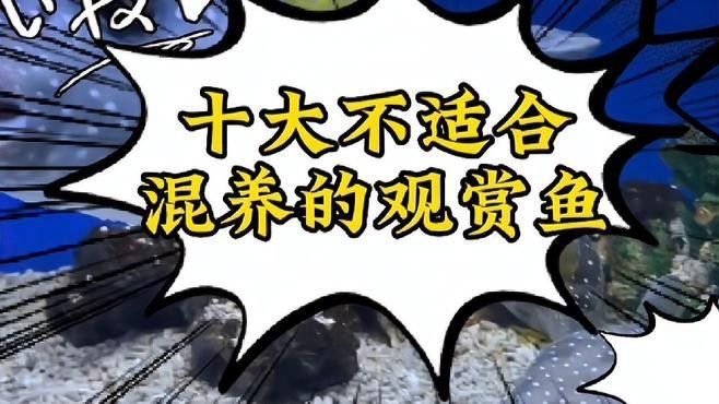 觀賞魚混養最忌三種魚（觀賞魚混養最忌三種魚，觀賞魚混養是水族愛好者中流行的一種養魚方式）