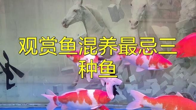 觀賞魚混養最忌三種魚（觀賞魚混養最忌三種魚，觀賞魚混養是水族愛好者中流行的一種養魚方式）