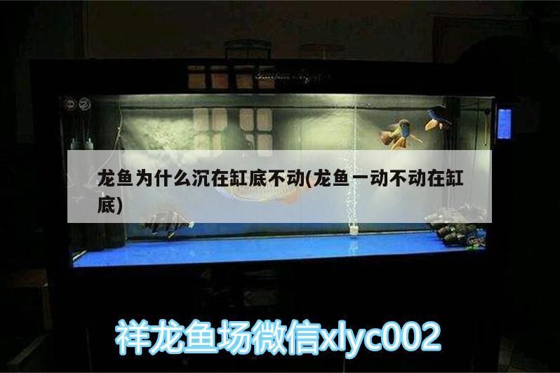 龍魚為什么沉在缸底不動(龍魚一動不動在缸底)（龍魚為什么沉在缸底不動）