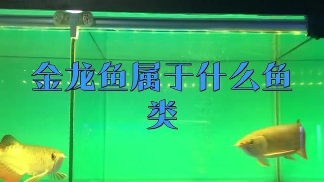 藍底和金底龍魚哪個更稀有