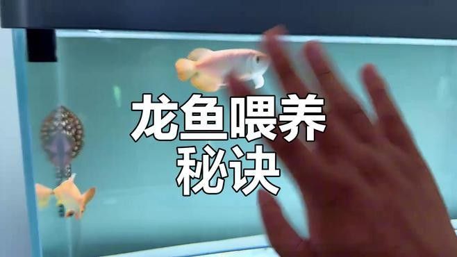七彩龍魚多久喂一次