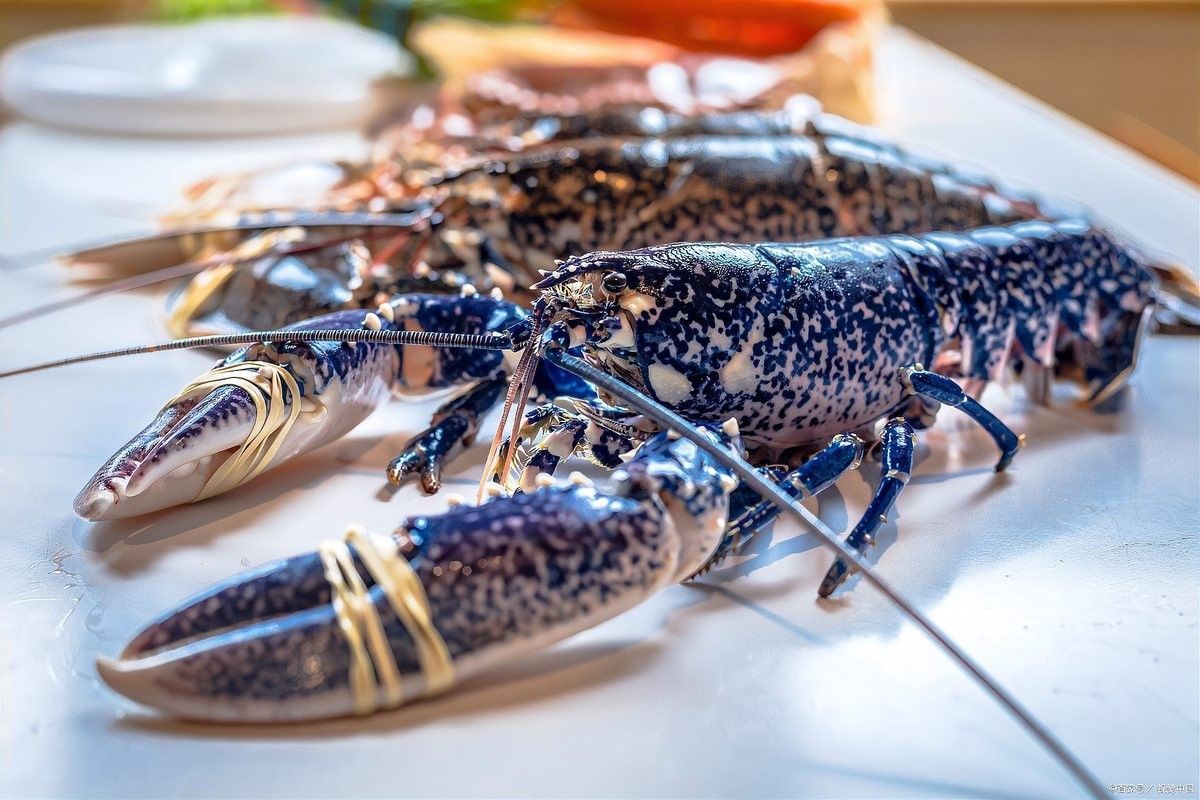 藍龍魚中哪個品種最受歡迎？（最受歡迎的藍龍魚品種）