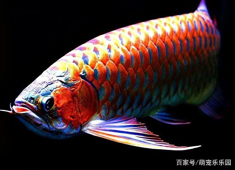 如何區分幼龍魚的性別（如何區分龍魚的性別）