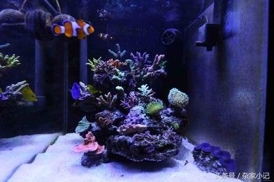金龍魚客服電話接通率高嗎（如何通過微信公眾號聯系金龍魚客服？）