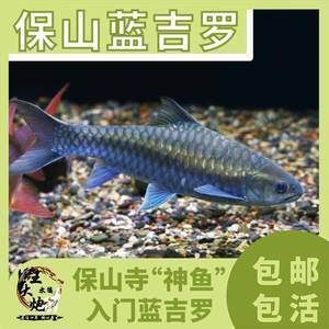 泰國尖嘴藍吉羅魚：泰國尖嘴藍吉羅魚是泰國的一種特色淡水魚類 泰國尖嘴藍吉羅魚：泰國尖嘴藍吉羅魚是泰國的一種特色淡水魚類 觀賞魚百科 第1張