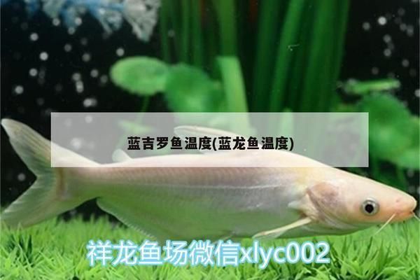 泰國尖嘴藍吉羅魚：泰國尖嘴藍吉羅魚是泰國的一種特色淡水魚類 泰國尖嘴藍吉羅魚：泰國尖嘴藍吉羅魚是泰國的一種特色淡水魚類 觀賞魚百科 第5張