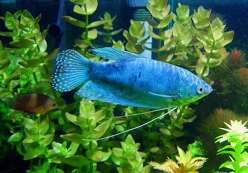 給我一張萬龍魚的全景圖（萬龍魚的生態(tài)習(xí)性）