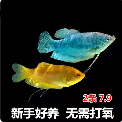 給我一張萬龍魚的全景圖（萬龍魚的生態(tài)習(xí)性）