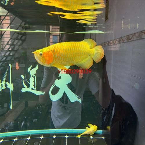 給我一張萬龍魚的全景圖（萬龍魚的生態(tài)習(xí)性）
