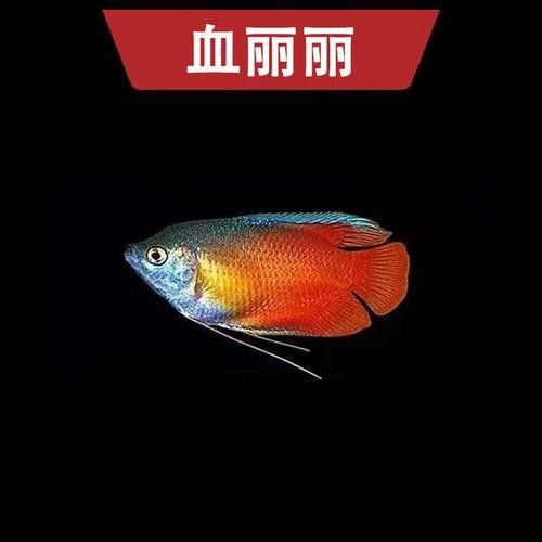 給我一張萬龍魚的全景圖（萬龍魚的生態(tài)習(xí)性）