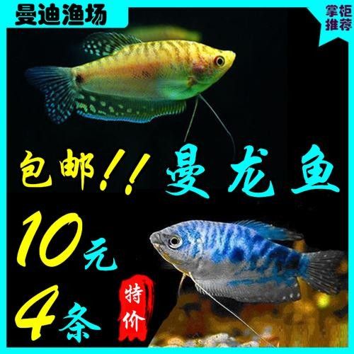 給我一張萬龍魚的全景圖（萬龍魚的生態(tài)習(xí)性）